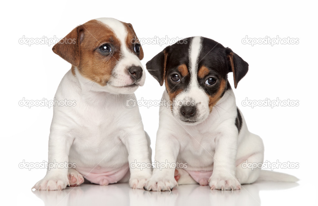 Jack-Russell terrier puppies