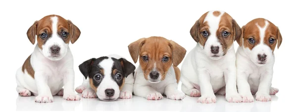 Filhotes de cachorro Jack Russel terrier. Retrato de grupo — Fotografia de Stock