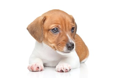 jack Russell köpek yavrusu portre