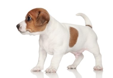 jack Russell terrier yavrusu