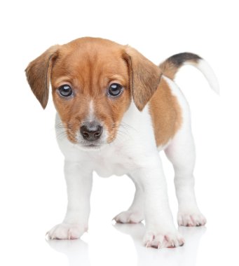 jack Russell köpek yavrusu portre