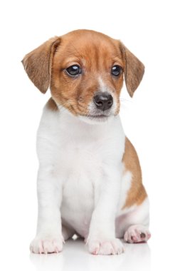 Jack russell köpek yavrusu