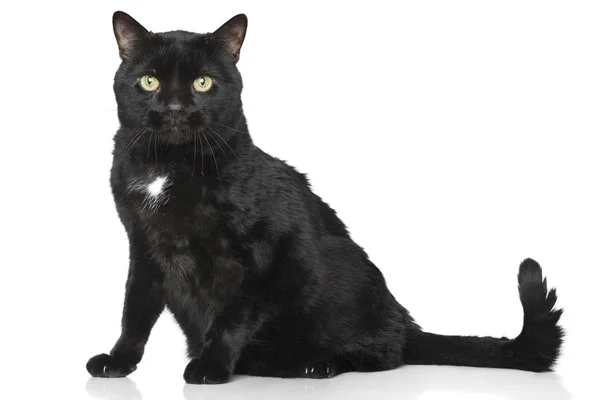 Schwarze Katze auf weißem Hintergrund — Stockfoto