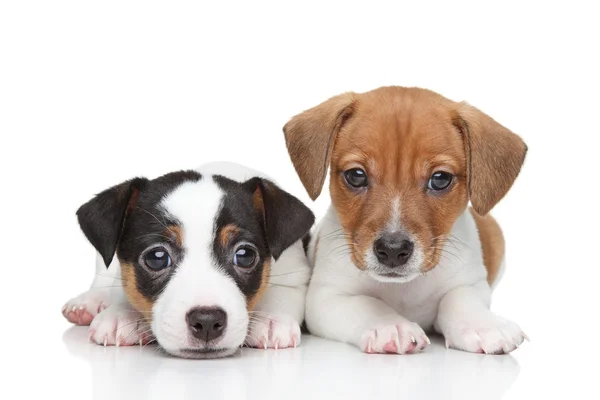 Jack Russell terrier cachorros — Fotografia de Stock