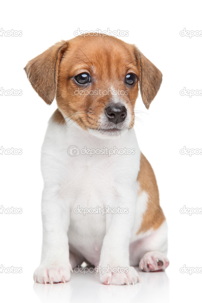 Jack-Russell dog puppy