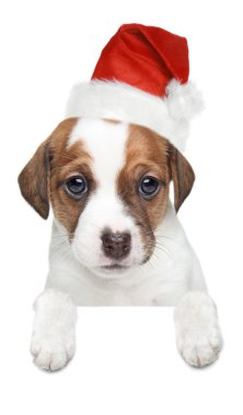 jack Russell terrier yavrusu xmas kırmızı şapkalı