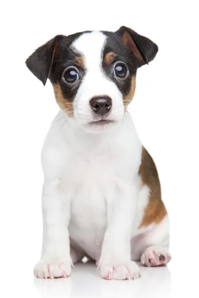 Cãozinho de cão Jack Russell — Fotografia de Stock
