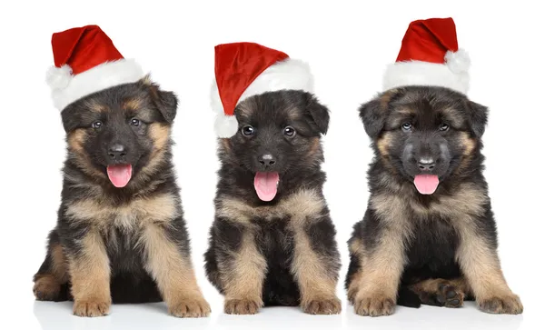 German shepherd puppies in red Santa hat — Stock Photo, Image