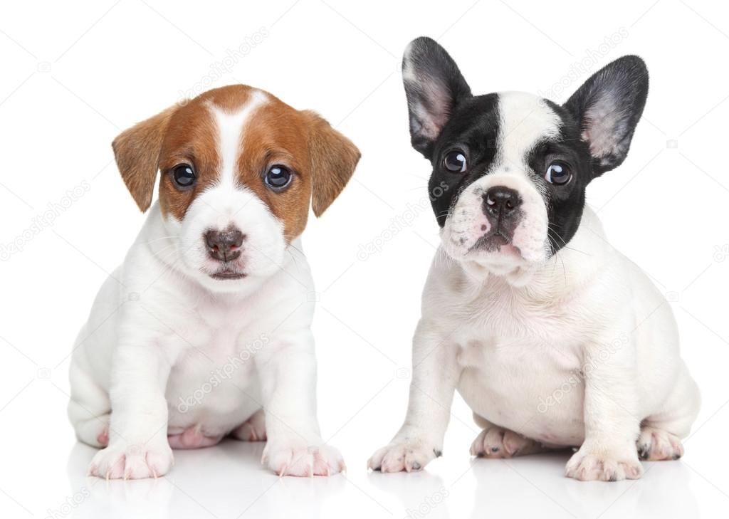 Jack Russell terrier and french bulldog puppies — Stock Photo © FotoJagodka 35654617
