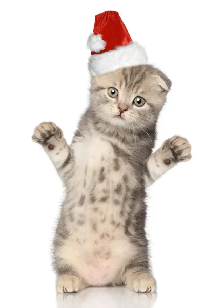 Αστείο γάτα στο santa Χριστούγεννα καπέλο — Φωτογραφία Αρχείου