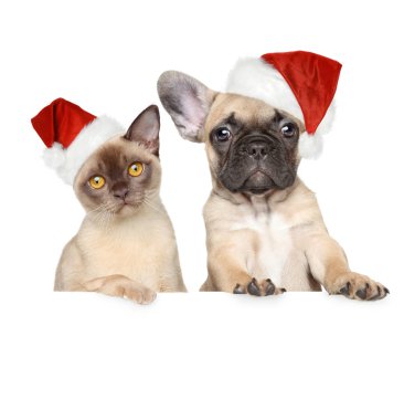 kedi ve köpek Noel şapka