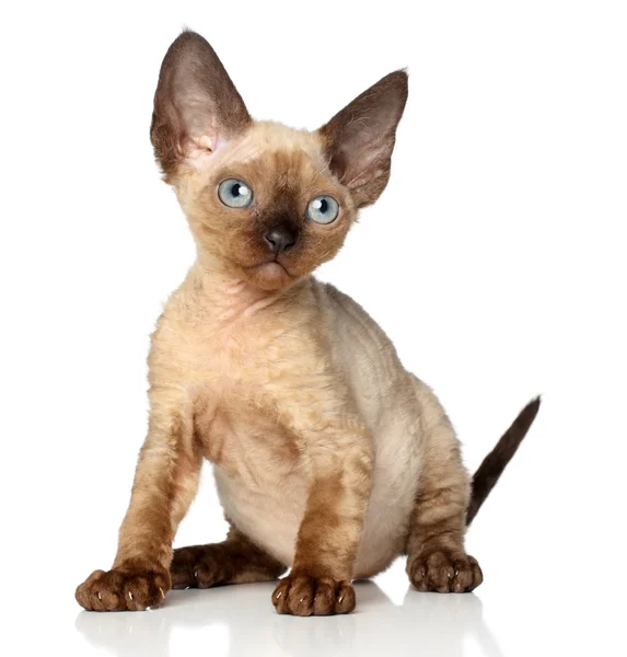 Retrato de un gatito Devon rex sobre fondo blanco — Foto de Stock