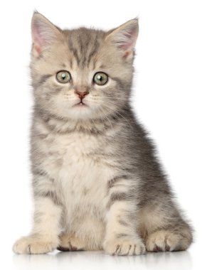 Beyaz arka planda kedi yavrusu