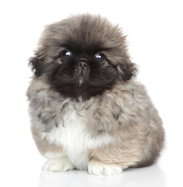 Pekingese köpek portre