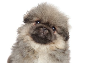 Pekingese köpek yavrusu yakın çekim portre