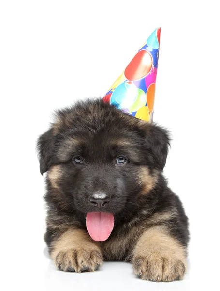 German shepherd puppy in party cone — Stock Photo, Image
