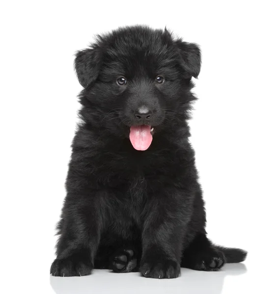 Black German shepherd puppy — Stock Photo, Image