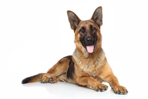 Deutscher Schäferhund — Stockfoto