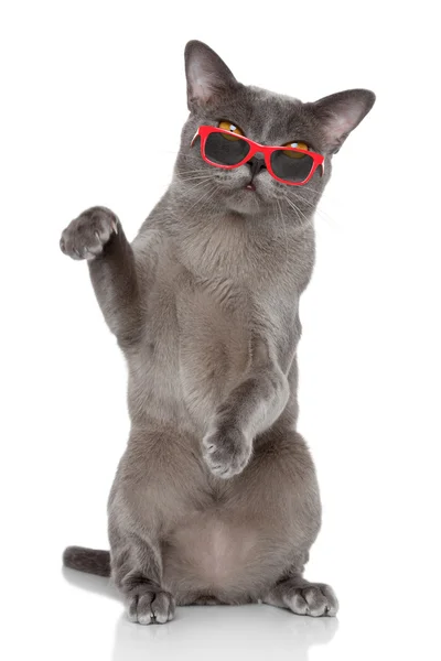 British cat sits in sunglasses — Stock Photo, Image