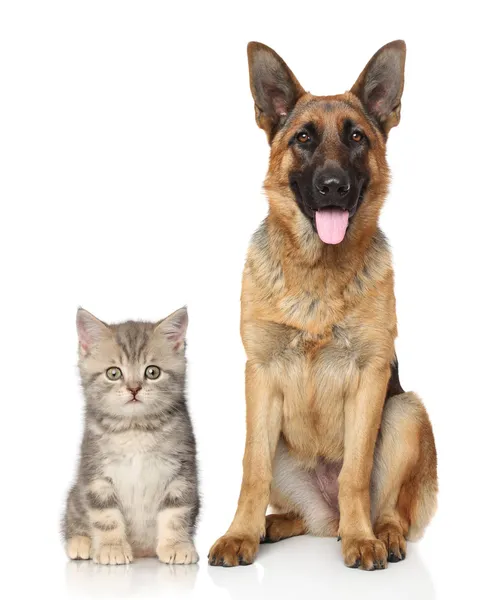 Hund och katt tillsammans — Stockfoto