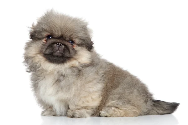 Retrato de cachorro pekinés — Foto de Stock