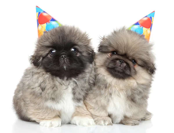 Pekín cachorros en conos de fiesta — Foto de Stock