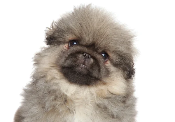 Close-up portret van Pekingese pup — Stockfoto