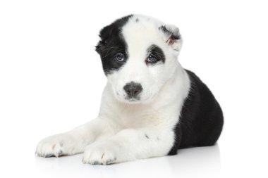 Orta Asya çoban köpek