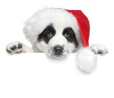 Noel Baba kırmızı şapkalı beyaz bir afiş köpek yavrusu