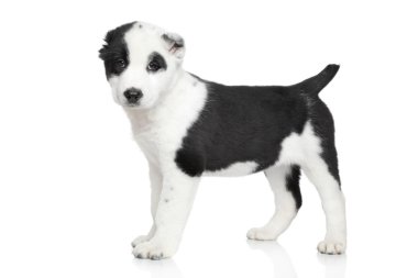 alabai köpek yavrusu ayakta. beyaz zemin üzerine portre