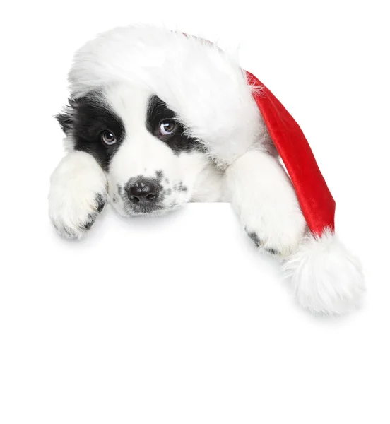 Puppy in Santa christmas red hat on a white banner — Stock Photo, Image