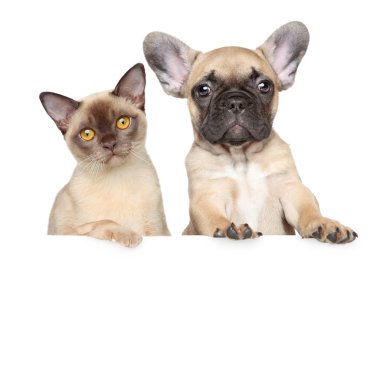 kedi ve köpek beyaz bir afiş portre