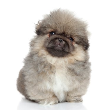 Pekingese köpek portre