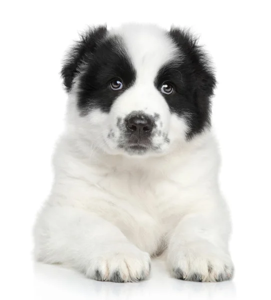 Central Asian shepherd puppy — Stock Photo, Image