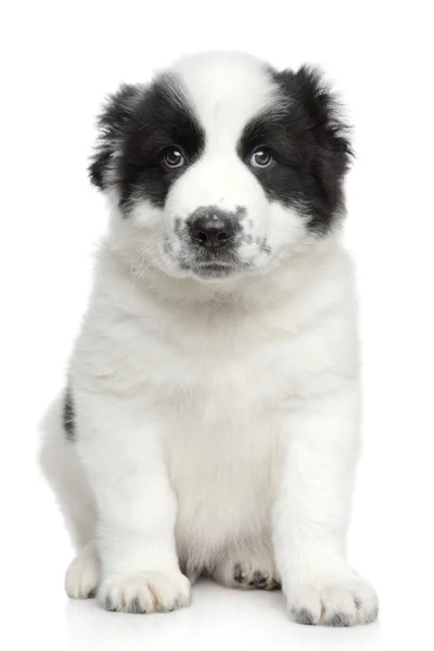 Central asian shepherd puppy — Stock Photo, Image