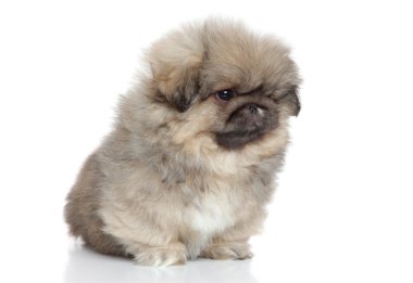 Pekingese köpek portre beyaz zemin üzerine