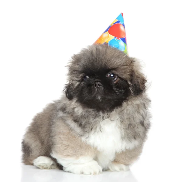 Pekingese filhote de cachorro em cone de festa — Fotografia de Stock