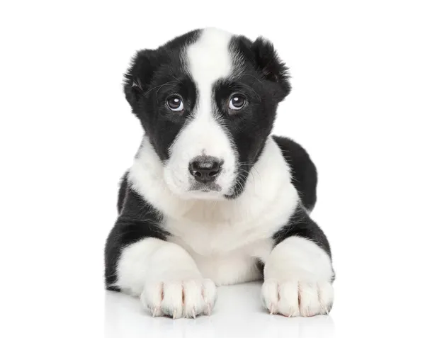 Central asian shepherd puppy portrait — Stock Photo, Image