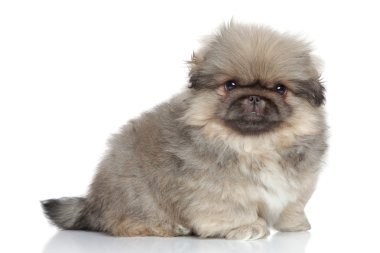 Pekingese köpek yavrusu yakın çekim portre