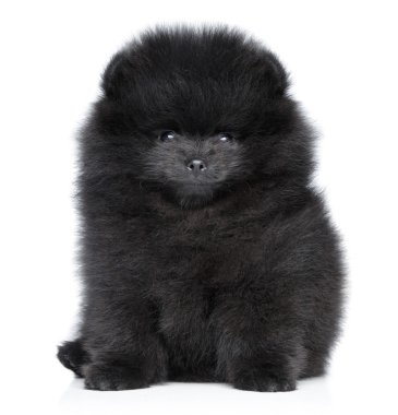 Pomeranya Tükürük Köpeği