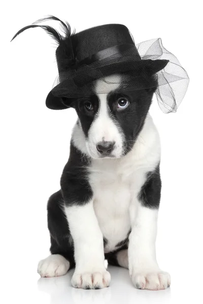 Central Asian shepherd puppy in fashionable hat — Stock Photo, Image