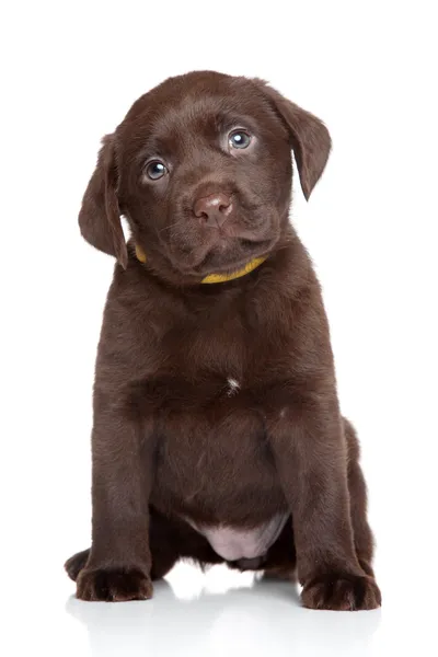 Chocolate Labrador cachorro — Foto de Stock