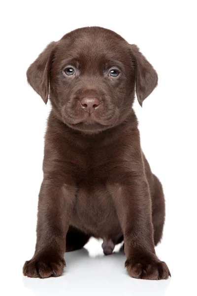 Beautiful Labrador puppy on white background — Stock Photo, Image