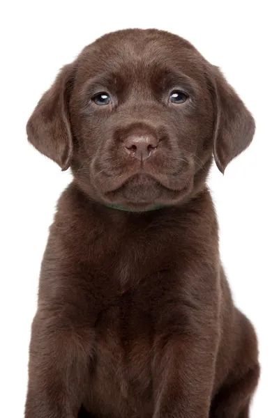 Chocolate Labrador puppy portrait — Stock Photo, Image