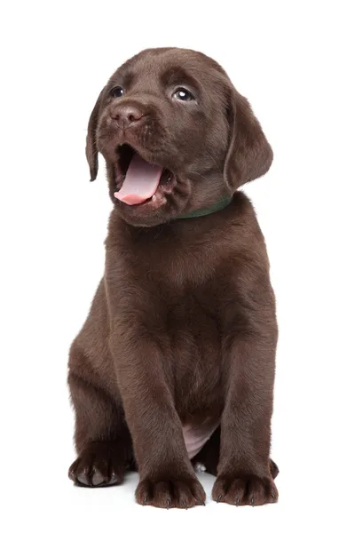 Czekoladowy labrador szczenię portret — Zdjęcie stockowe