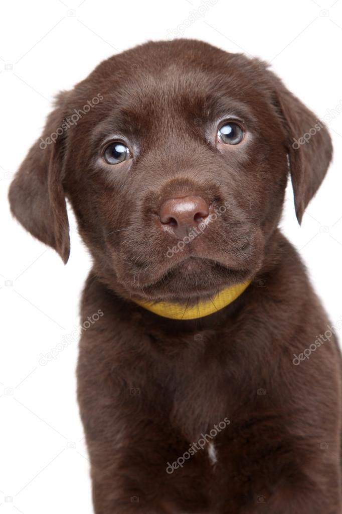 Chocolate Lab Clipart