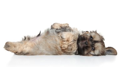 shih tzu puppy dinlenme