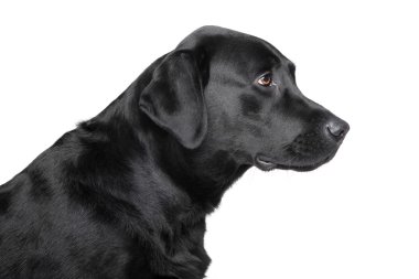 Siyah labrador retriever profili