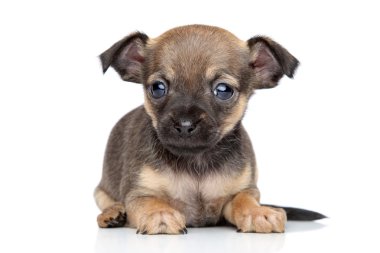 Chihuahua and toy terrier mixed-breed puppy
