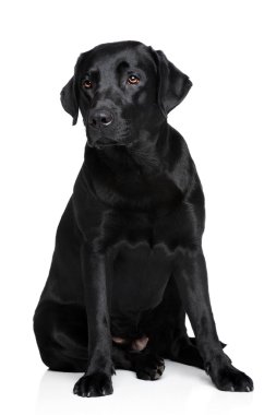 Siyah labrador retriver köpek